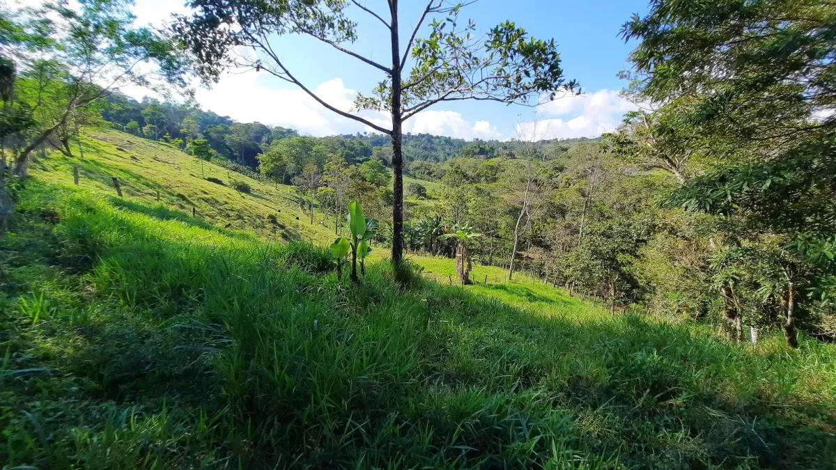 Finca Productiva de 20.55 Hectáreas con Agua Viva y Excelente Ubicación