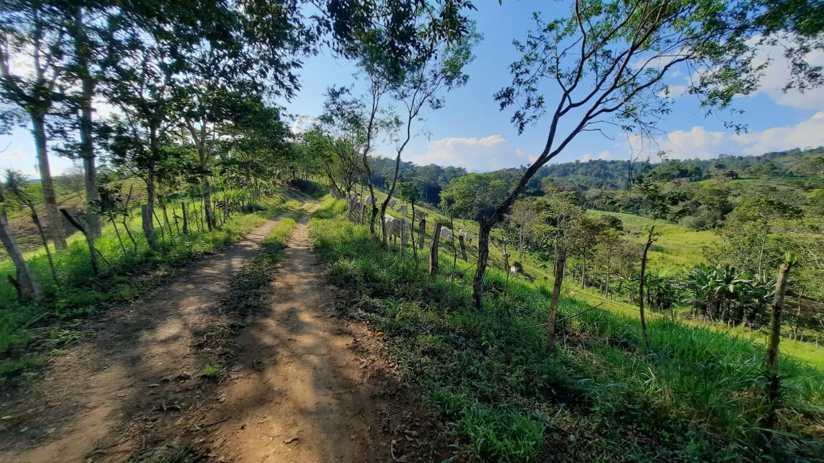 Finca Productiva de 20.55 Hectáreas con Agua Viva y Excelente Ubicación