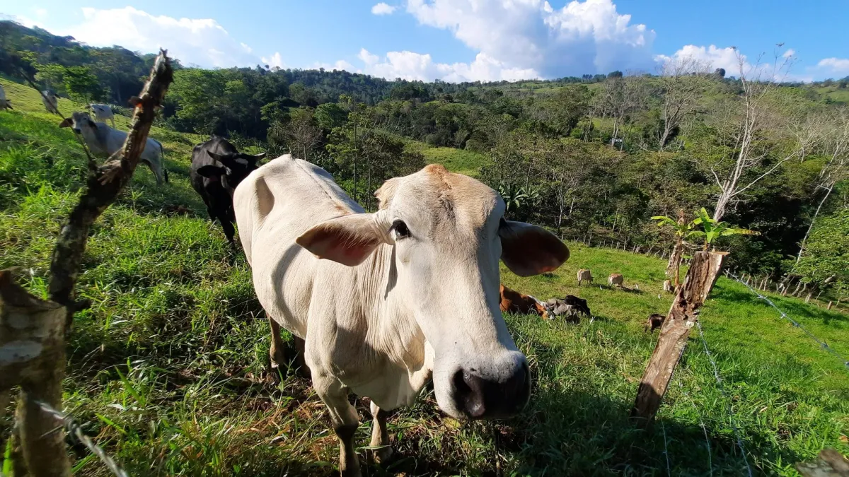 Finca Productiva de 20.55 Hectáreas con Agua Viva y Excelente Ubicación