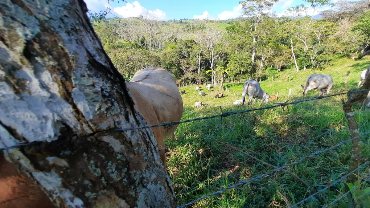 Finca Productiva de 20.55 Hectáreas con Agua Viva y Excelente Ubicación