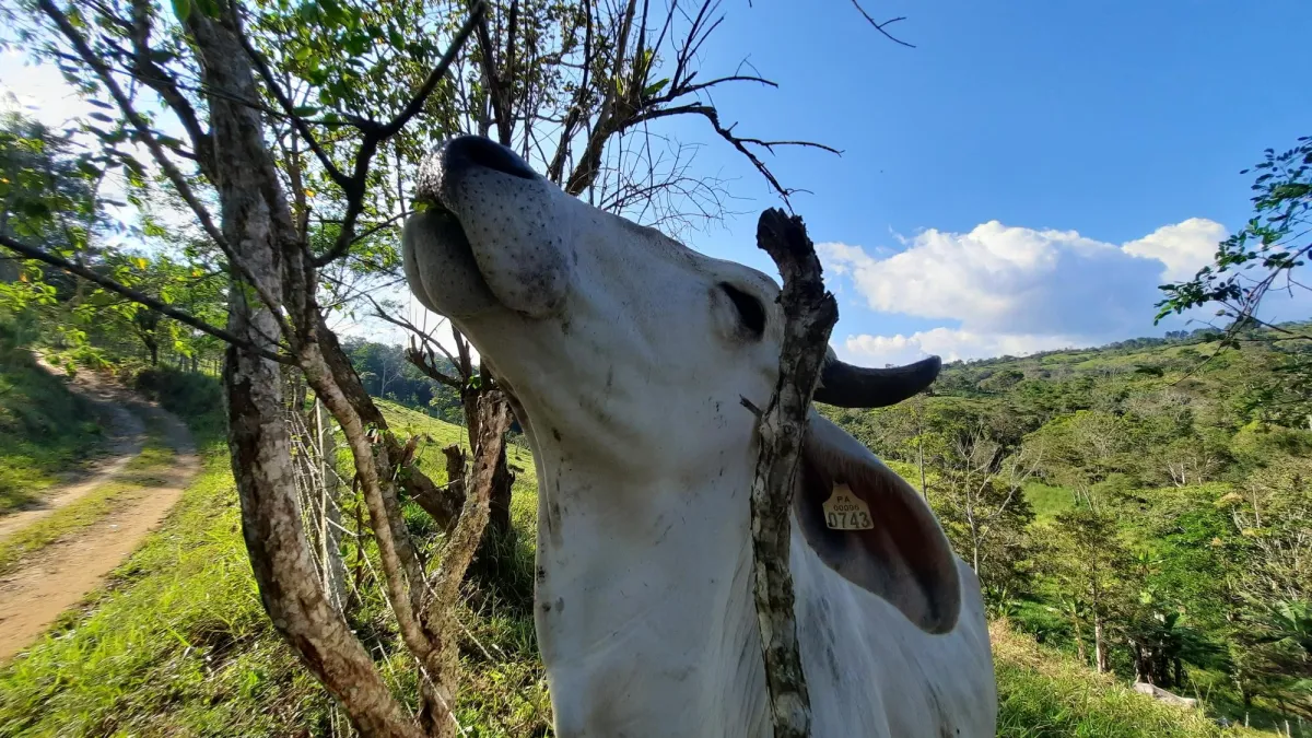 Finca Productiva de 20.55 Hectáreas con Agua Viva y Excelente Ubicación