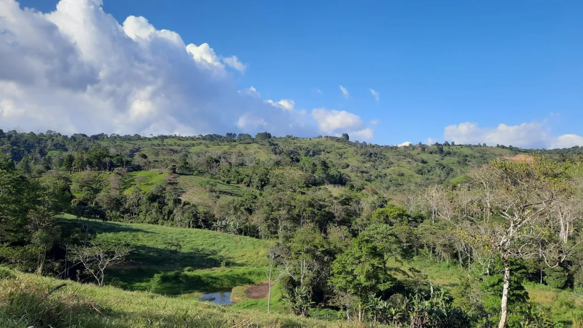 Finca Productiva de 20.55 Hectáreas con Agua Viva y Excelente Ubicación