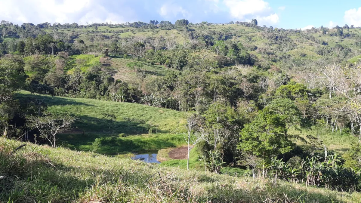 Finca Productiva de 20.55 Hectáreas con Agua Viva y Excelente Ubicación