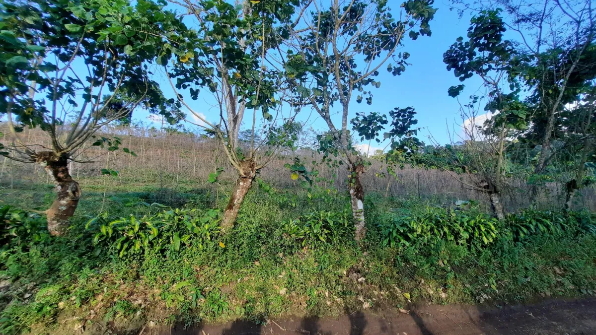 Finca Productiva de 20.55 Hectáreas con Agua Viva y Excelente Ubicación