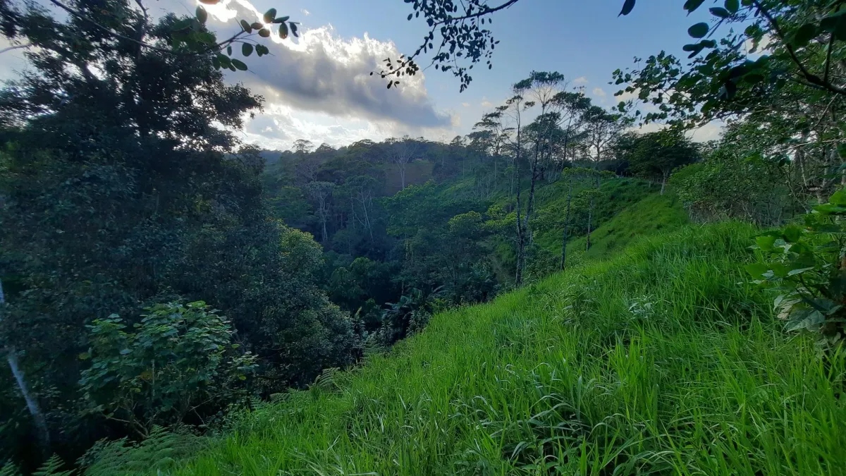 Finca Productiva de 20.55 Hectáreas con Agua Viva y Excelente Ubicación