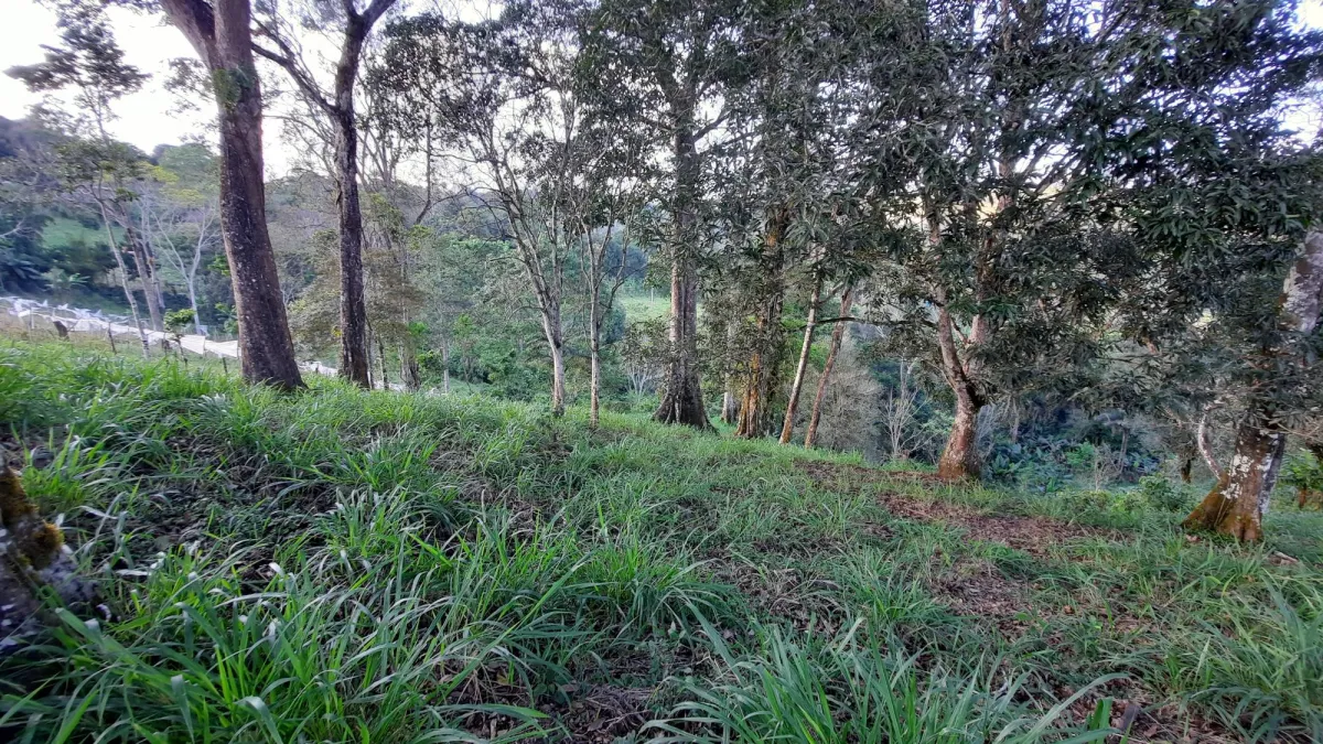 Finca Productiva de 20.55 Hectáreas con Agua Viva y Excelente Ubicación