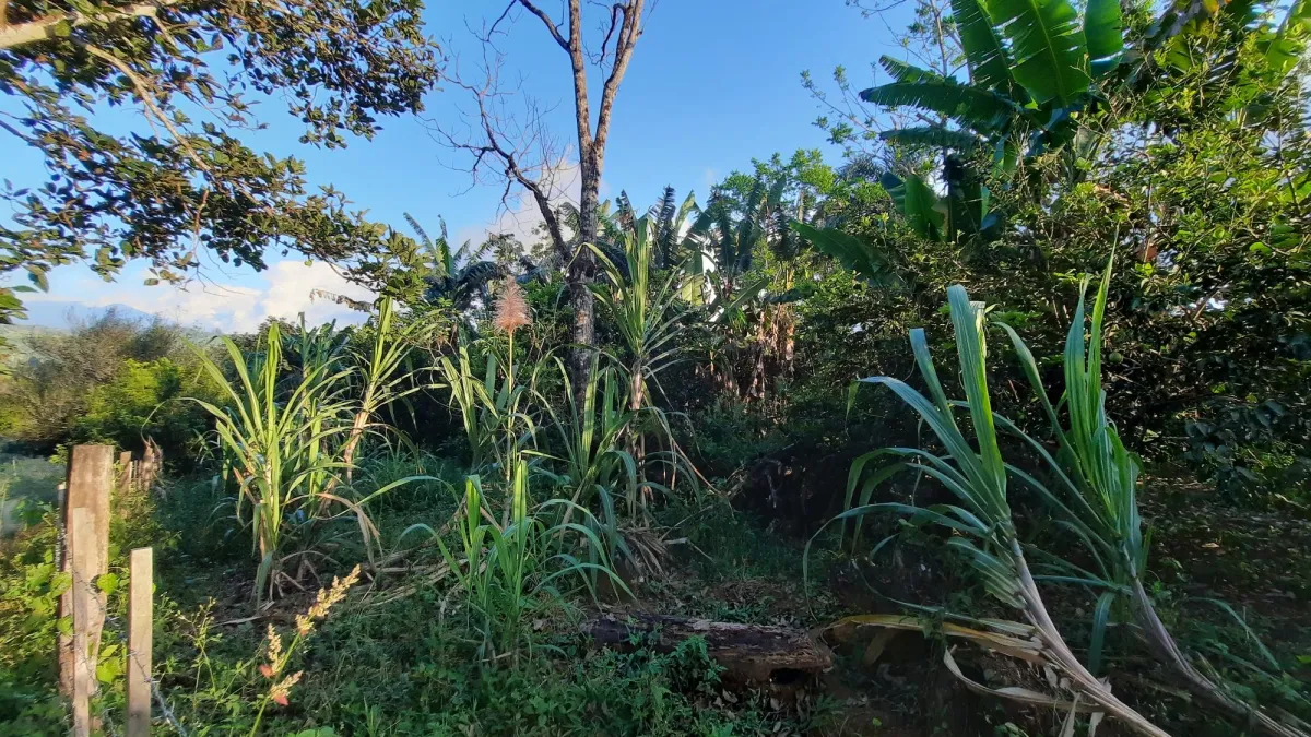 Finca Productiva de 20.55 Hectáreas con Agua Viva y Excelente Ubicación