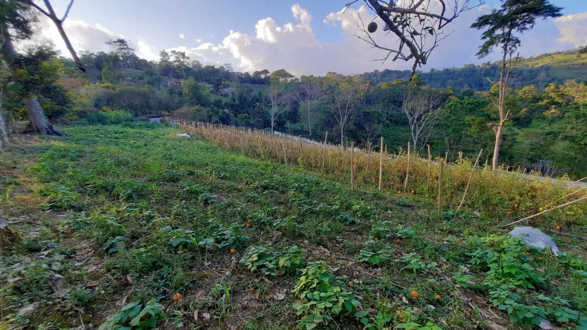 Finca Productiva de 20.55 Hectáreas con Agua Viva y Excelente Ubicación