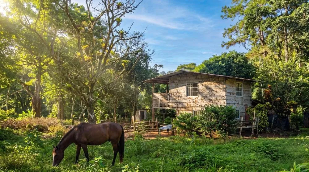 Finca de Café en Venta en El Cascajal, La Pintada