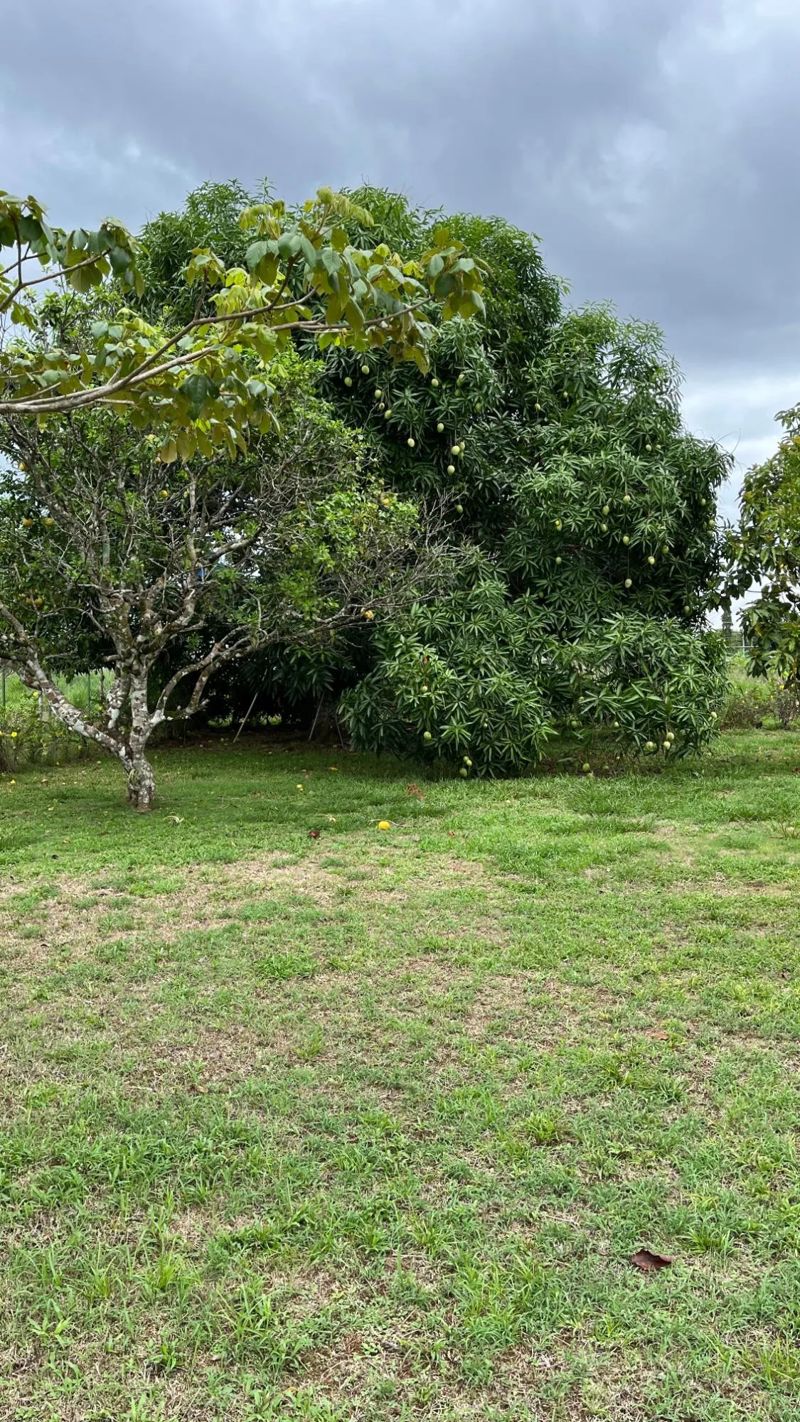 Farm with Residence in Ocú