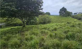 Land Sale in Pedasí, Minutes from Playa Venao