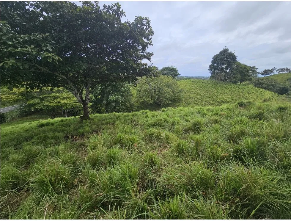 Land Sale in Pedasí, Minutes from Playa Venao