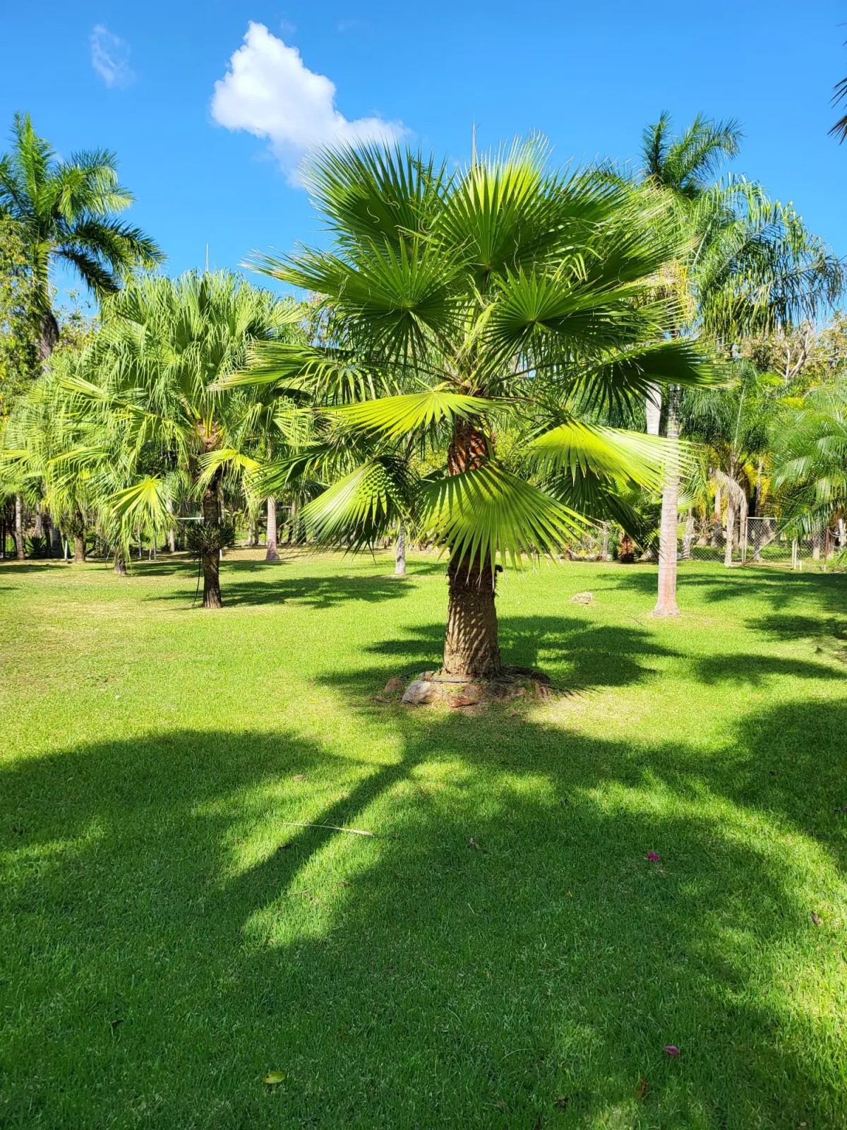 Se Vende Casa con plantación en Nueva Gorgona, Chame