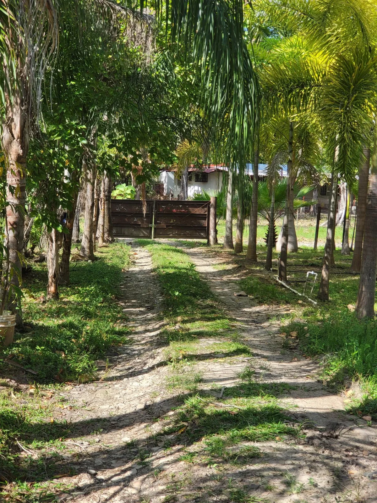 Se Vende Casa con plantación en Nueva Gorgona, Chame