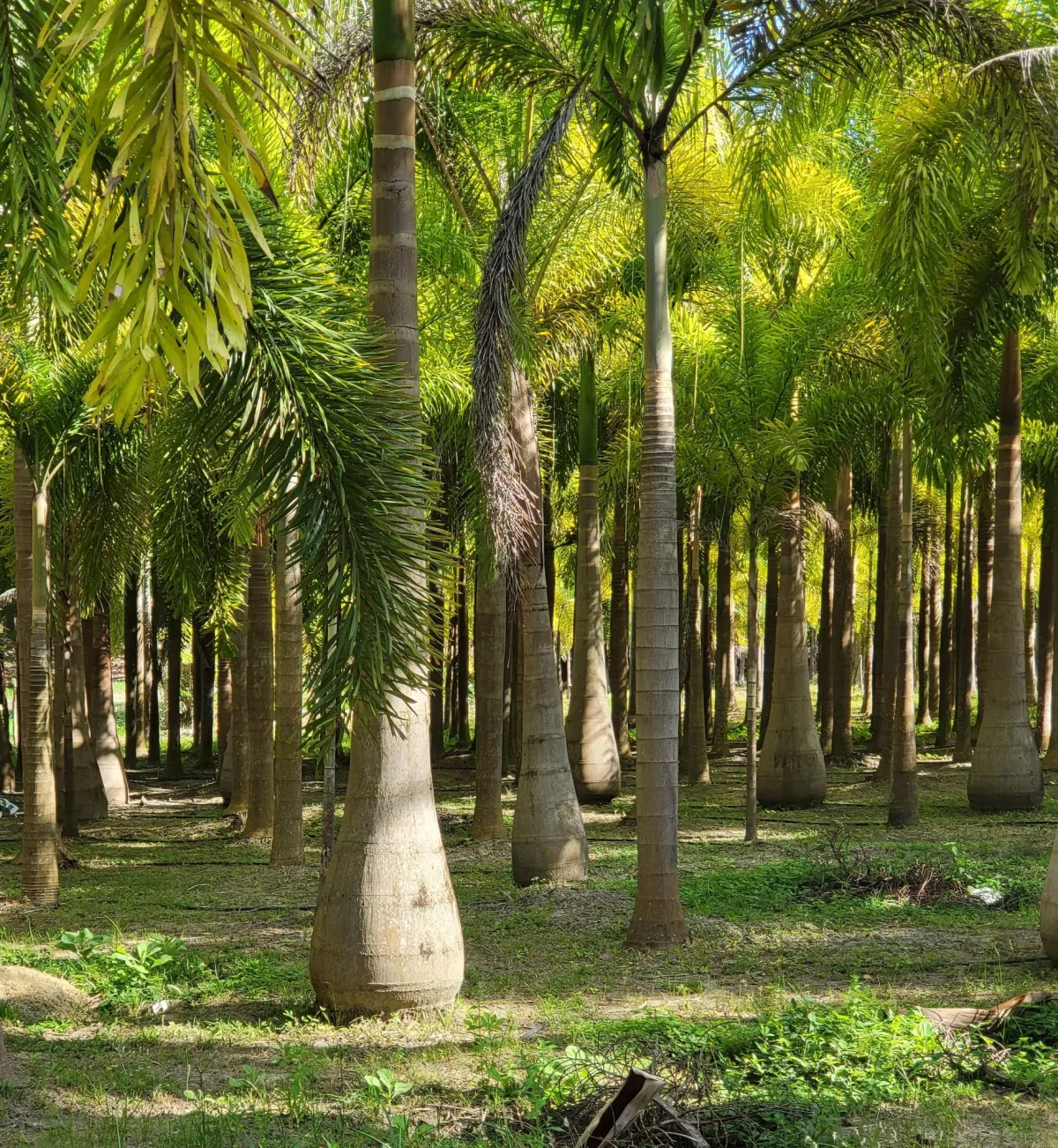 Se Vende Casa con plantación en Nueva Gorgona, Chame