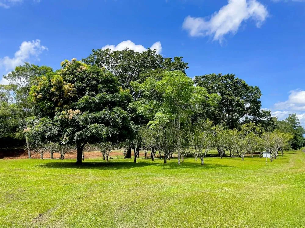 Land for Sale in Potrerillos Abajo, Dolega