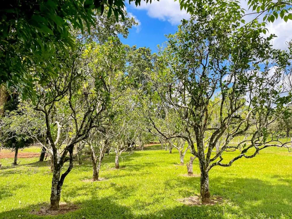 Land for Sale in Potrerillos Abajo, Dolega