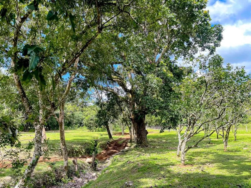 Land for Sale in Potrerillos Abajo, Dolega