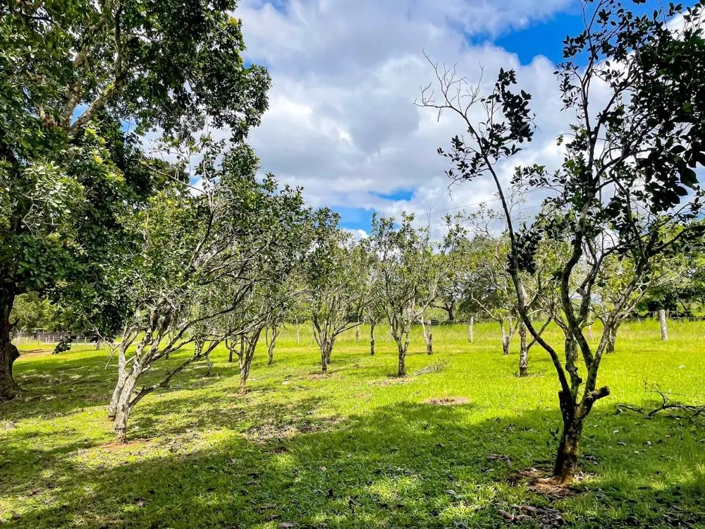 Land for Sale in Potrerillos Abajo, Dolega
