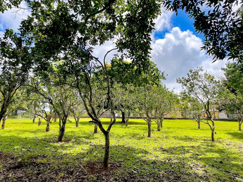 Land for Sale in Potrerillos Abajo, Dolega