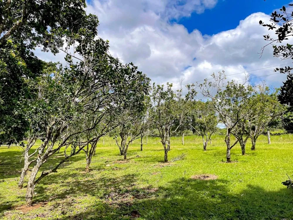 Land for Sale in Potrerillos Abajo, Dolega