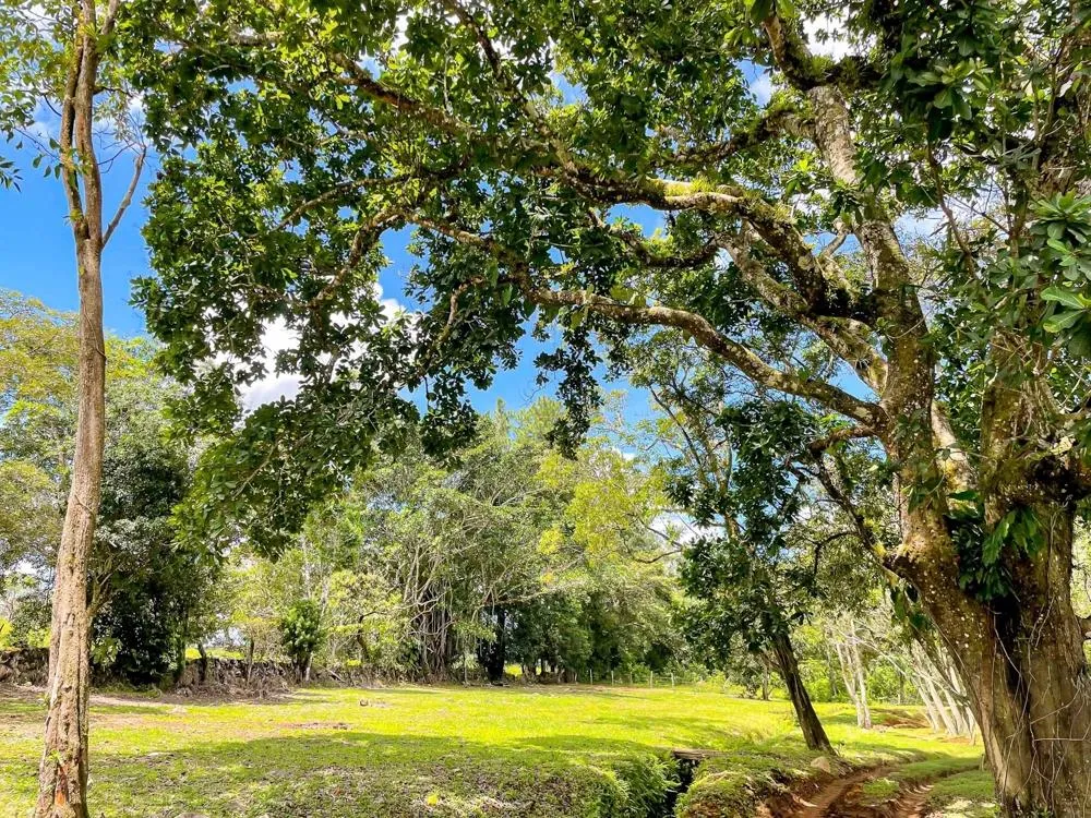 Land for Sale in Potrerillos Abajo, Dolega