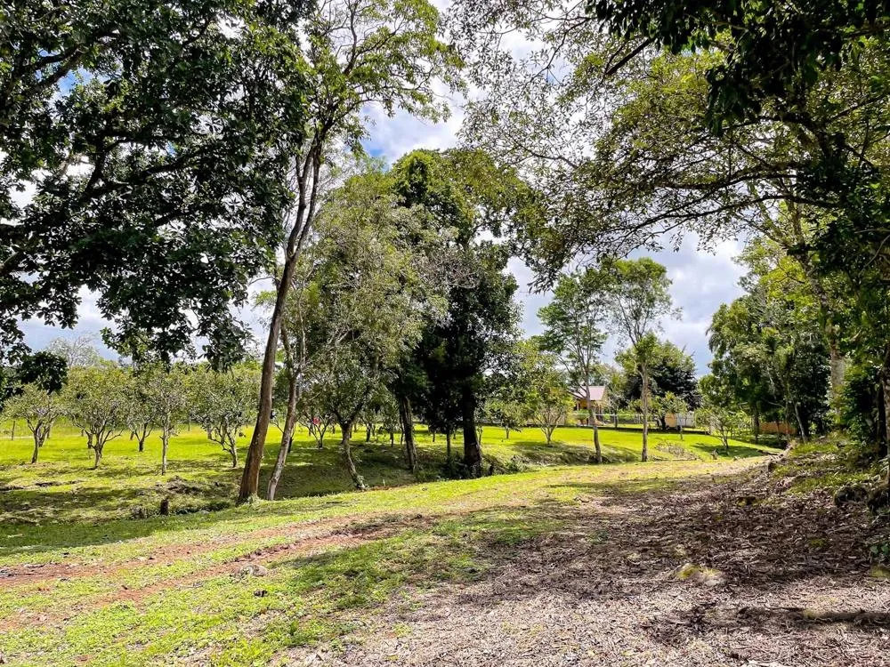 Land for Sale in Potrerillos Abajo, Dolega