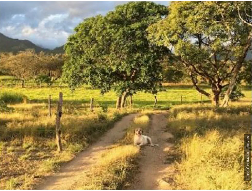 Se vende Finca en Rio Grande, Penonome