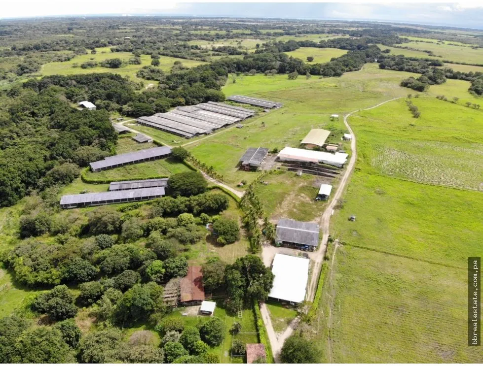 SE VENDE FINCA EN ANTON  CON AREA DE PRODUCCION Y CABALLERIZAS