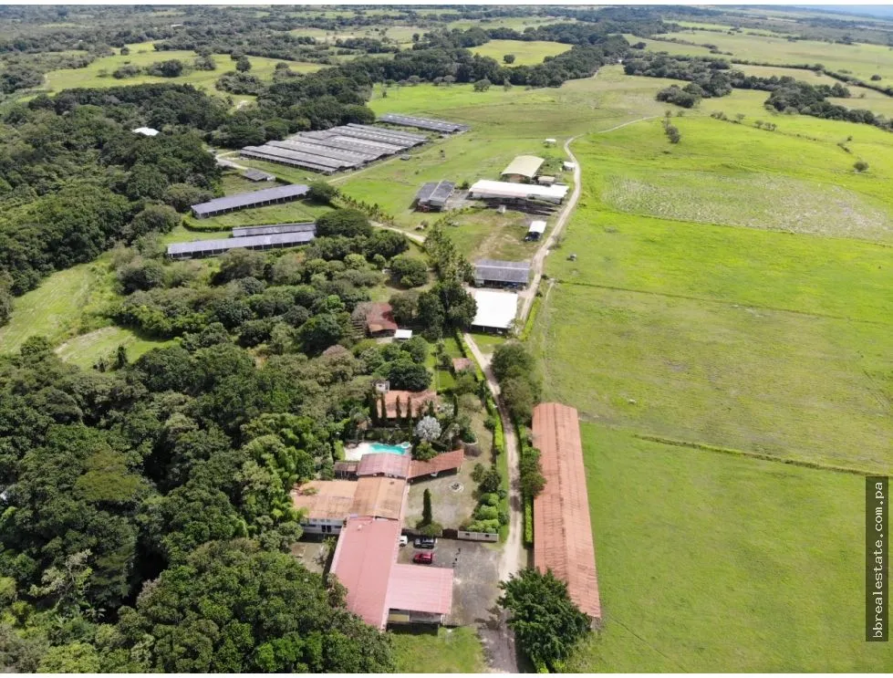 SE VENDE FINCA EN ANTON  CON AREA DE PRODUCCION Y CABALLERIZAS