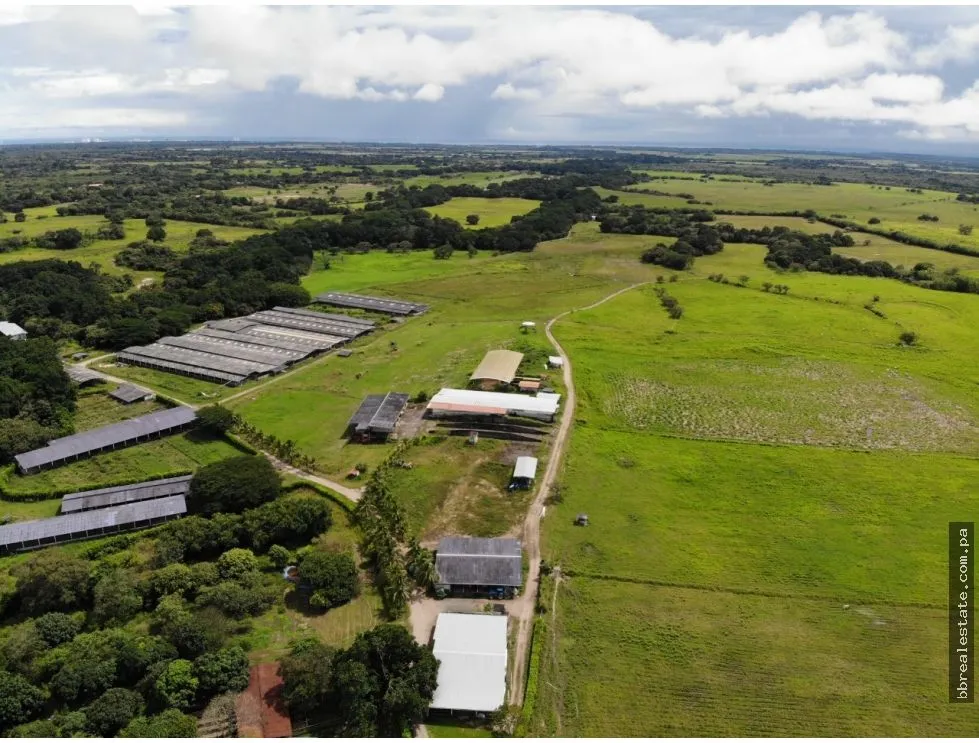 SE VENDE FINCA EN ANTON  CON AREA DE PRODUCCION Y CABALLERIZAS