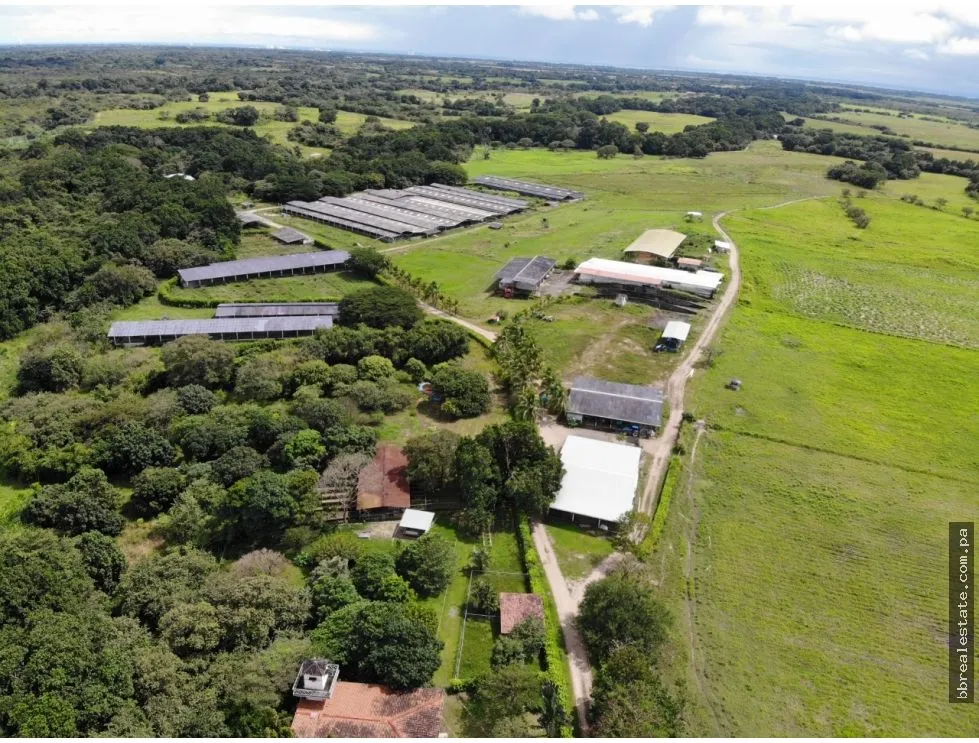 SE VENDE FINCA EN ANTON  CON AREA DE PRODUCCION Y CABALLERIZAS