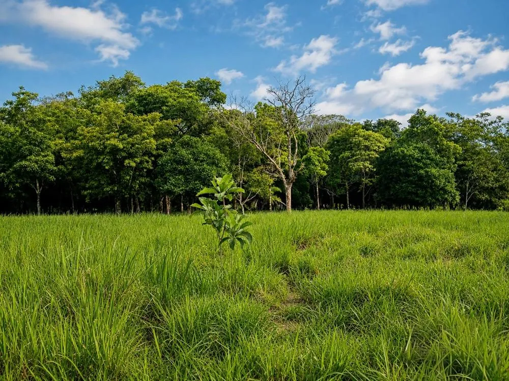 7.97 Acres of Land for Sale on the Road to Caldera