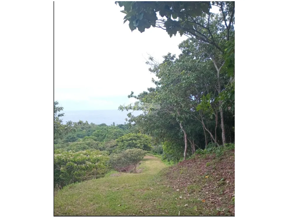 COLON / PLAYA CHIQUITA / 100 HECTAREAS / PARA DESARROLLO FRENTE AL MAR