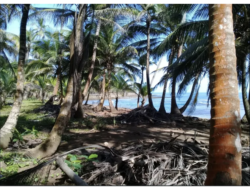 COLON / PLAYA CHIQUITA / 100 HECTAREAS / PARA DESARROLLO FRENTE AL MAR