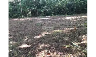 FINCA EN CHORRERA / CERRO CAMA / 7.2 HECTAREAS / PARA DESARROLLO