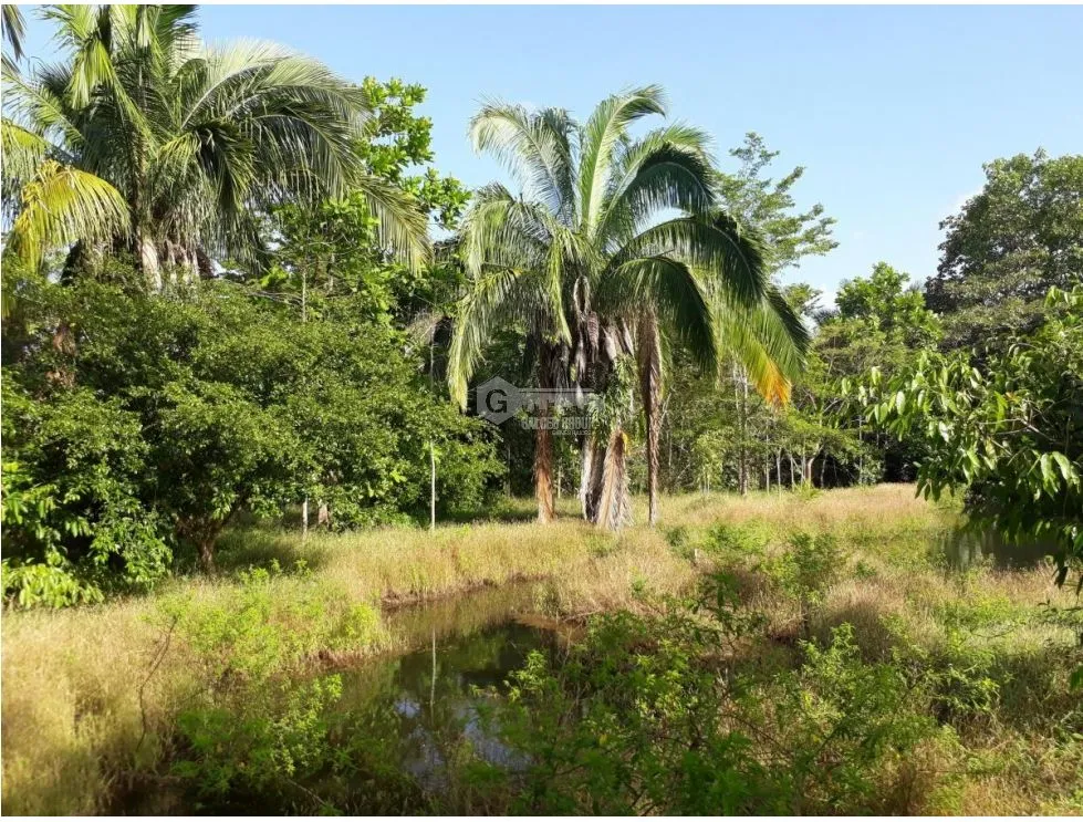 Land/Farm for sale in Chorrera