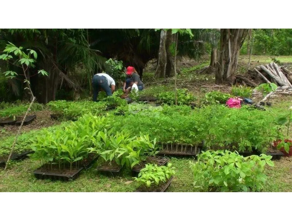 Land/Farm for sale in Chorrera