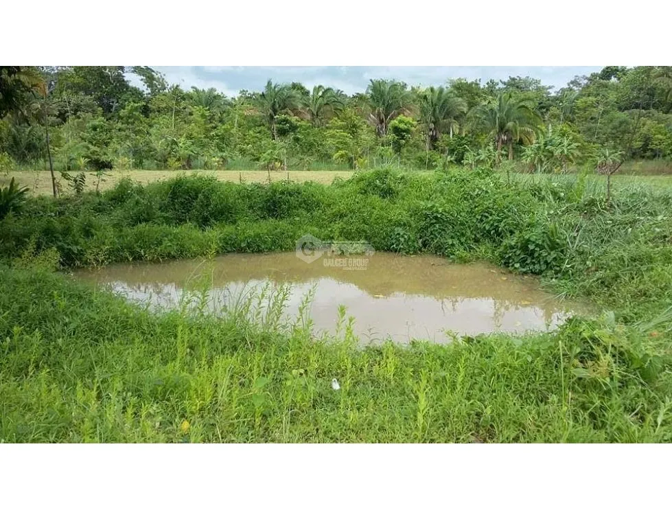 Land/Farm for sale in Chorrera
