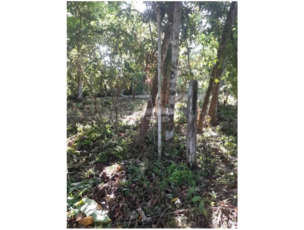 Land/Farm for sale in Chorrera