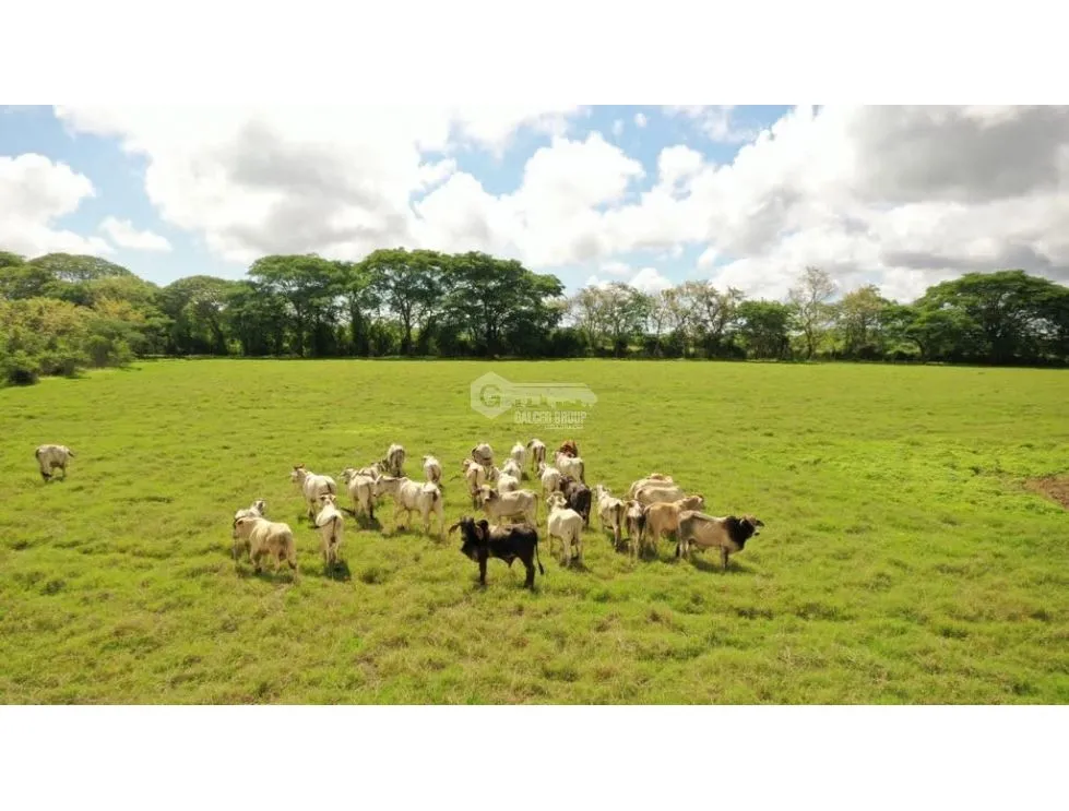 TITLED AGRICULTURAL PROPERTY FOR SALE - IDEAL FOR LIVESTOCK IN PARITA, HERRERA