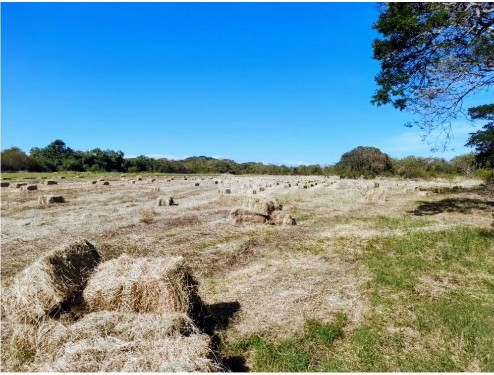 PARITA / HERRERA / IDEAL FOR AGRICULTURE AND LIVESTOCK / 13 HECTARES