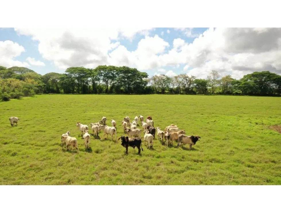 PARITA / HERRERA / IDEAL FOR AGRICULTURE AND LIVESTOCK / 13 HECTARES