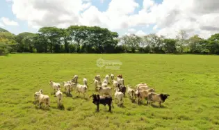 HERRERA / PARITA / 13 HECTARES / IDEAL FOR AGRICULTURE AND LIVESTOCK
