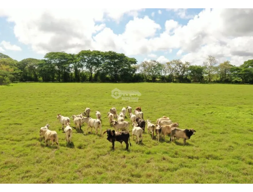 HERRERA / PARITA / 13 HECTARES / IDEAL FOR AGRICULTURE AND LIVESTOCK