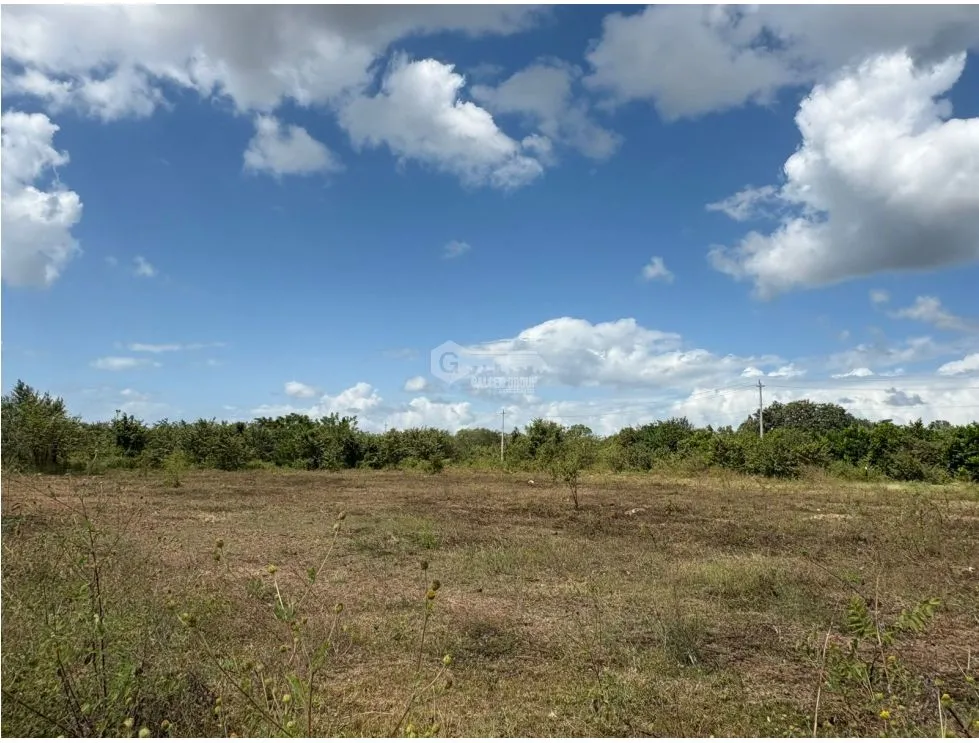 COCLE / RIO HATO / 110 HECTARES / ROADFRONT / COMMERCIAL USE / AGRICULTURE