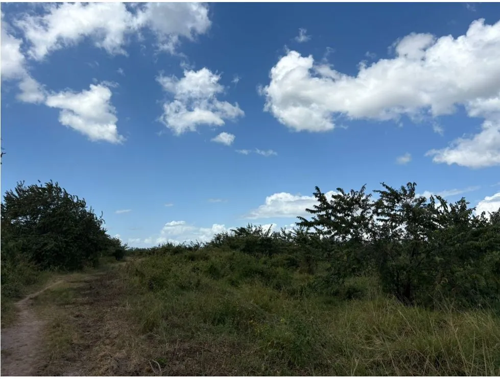 COCLE / RIO HATO / 110 HECTARES / ROADFRONT / COMMERCIAL USE / AGRICULTURE