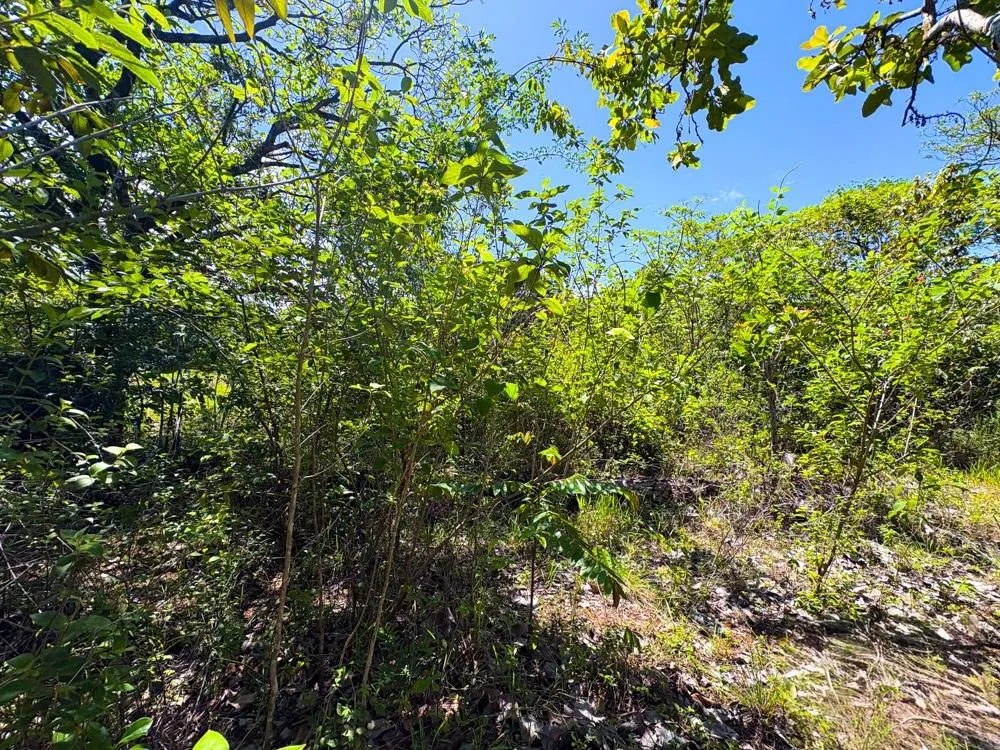 Spacious 59,086 m² Land in Síndigo, Caldera