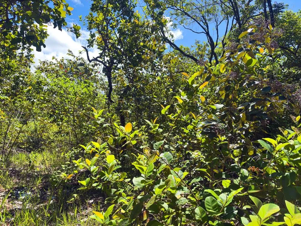 Spacious 59,086 m² Land in Síndigo, Caldera