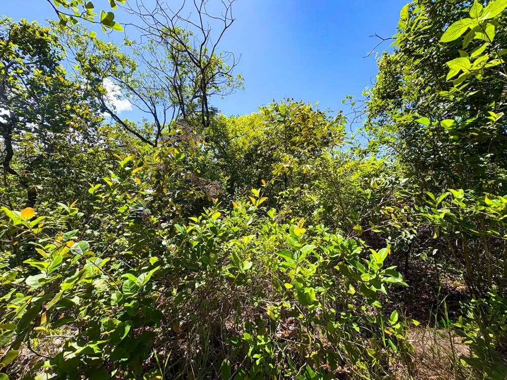 Spacious 59,086 m² Land in Síndigo, Caldera